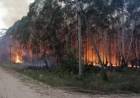 Recursos Naturales: el primer trimestre se quemaron cerca de 37 mil hectáreas en Corrientes