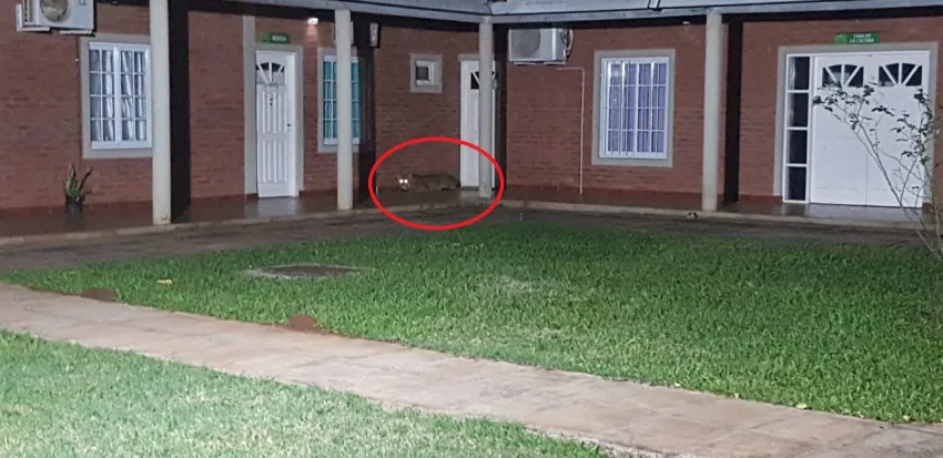 Enorme puma apareció en la zona urbana de una localidad del interior de Corrientes