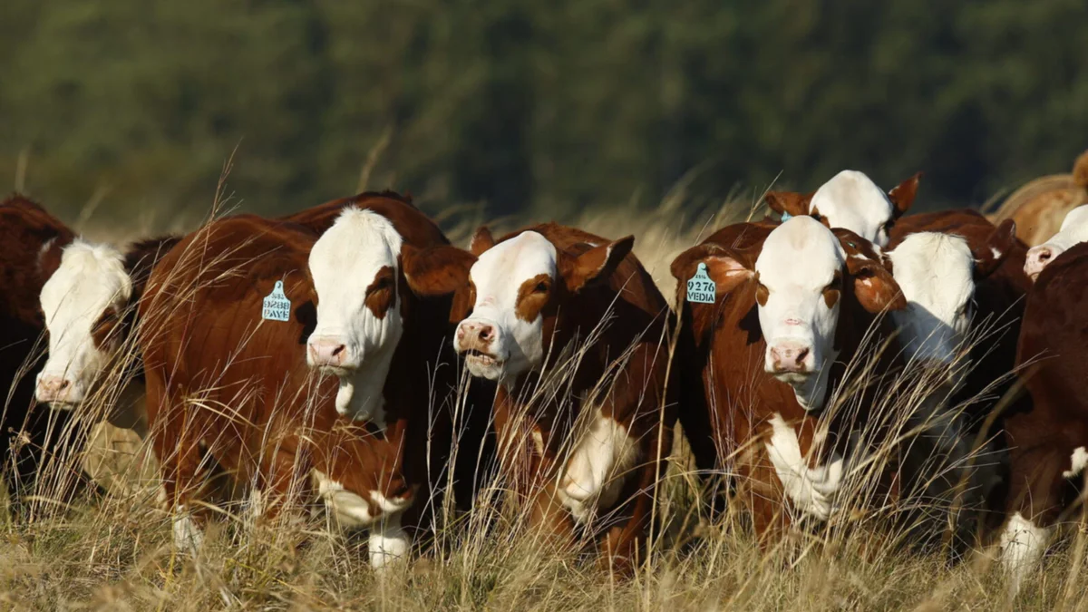 Comienza la Exposición Nacional Ganadera en Mercedes