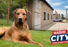 Mercedes: Condenan a propietarios de perros tras feroz ataque a una motociclista