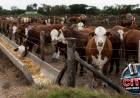 Feedlot de Mercedes: los imputados evitarán el juicio tras la decisión del Tribunal