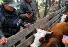 Mercedes: una investigación por carne ilegal derivó en el hallazgo de 22 animales presuntamente robados