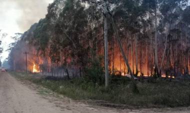 Recursos Naturales: el primer trimestre se quemaron cerca de 37 mil hectáreas en Corrientes