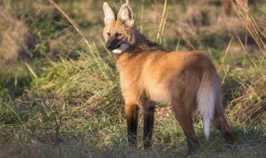 Nacieron cinco cachorros de Aguará Guazú en el Iberá
