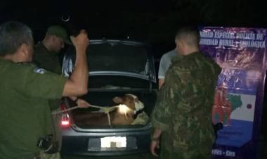 Mercedes :Robó un ternero y lo llevaba en el baúl de un Etios