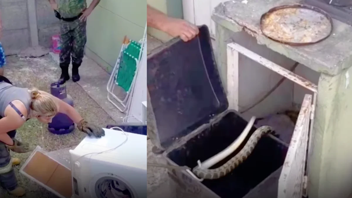 Mercedes : Una yarará de más de un metro se escondía en el patio de una casa