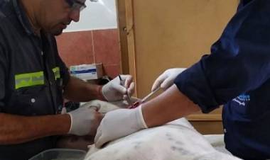 Castración de mascotas: COFRAM y Huellitas,  asignarán los turnos correspondientes