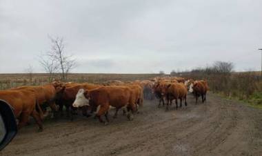 Mercedes: Condenaron a 5 años de prisión a un productor por un importante robo de vacas
