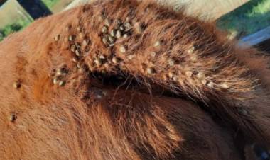 Avanza la Garrapata en  la zona y se estiman perdidas por más de 100 millones de dólares