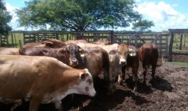 INTA : Glicerol, un residuo de la producción de biodiesel con potencial para la alimentación del ganado