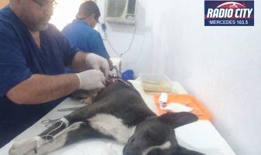 Mercedes: Refugio Camino concretó nuevas castraciones y pidió responsabilidad a las familias