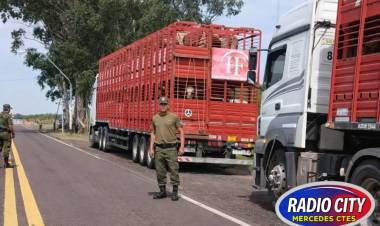 Mercedes: secuestran camiones y más de 100 animales tras detectar inconsistencias en el traslado