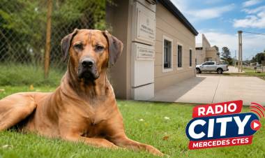 Mercedes: Condenan a propietarios de perros tras feroz ataque a una motociclista