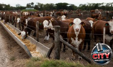 Feedlot de Mercedes: los imputados evitarán el juicio tras la decisión del Tribunal