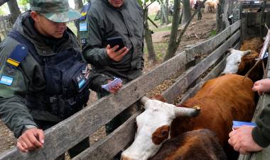 Mercedes: una investigación por carne ilegal derivó en el hallazgo de 22 animales presuntamente robados