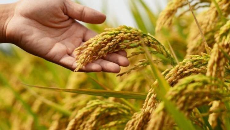 Corrientes concentró el 47,5? la superficie cultivada de arroz en el país