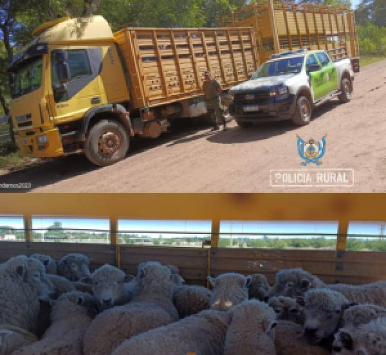  Mercedes :  Demoraron a un camionero por llevar 80 ovejas sin guía