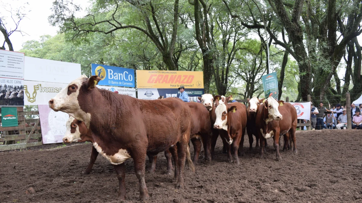 Mercedes :  Remate Anual de vientres Braford 