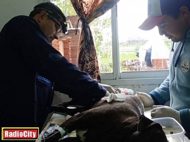 Mercedes : Programa de castraciones gratuitas de mascotas