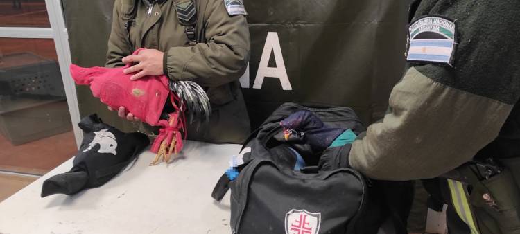 Mercedes :  Condenaron a las personas que transportaban gallos de riña en una camioneta