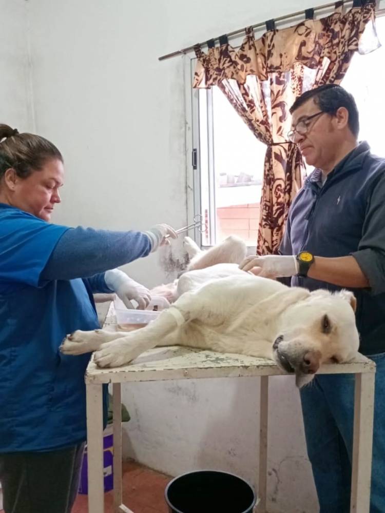 Mercedes : Mas castraciones , mas cuidado animal 