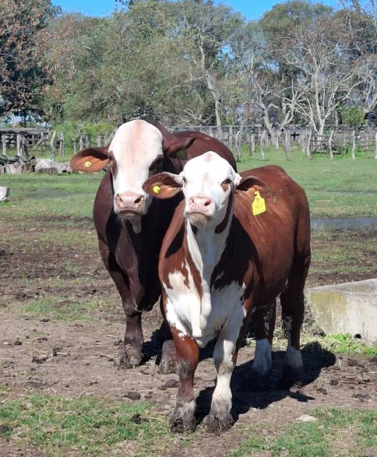 Mercedes : Comenzó el ingreso de animales para la  116° Exposición Rural