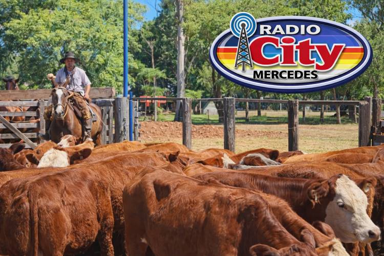 Mercedes vivió una jornada histórica en la Feria del Ternero