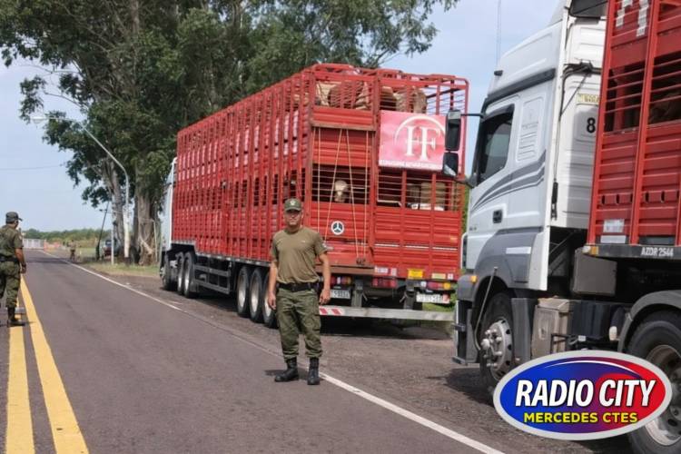 Mercedes: secuestran camiones y más de 100 animales tras detectar inconsistencias en el traslado