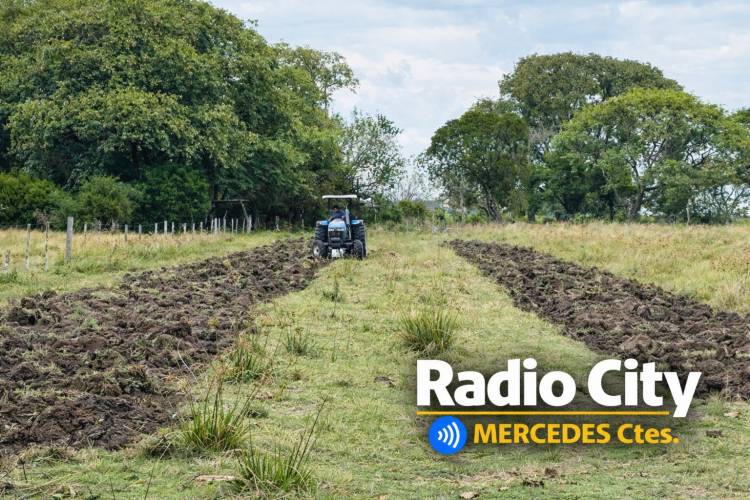 Mercedes: avanzan trabajos en chacras mientras productores esperan más apoyo