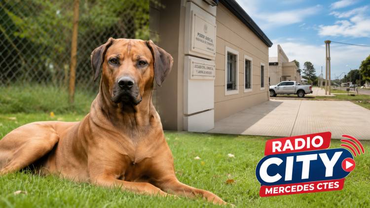 Mercedes: Condenan a propietarios de perros tras feroz ataque a una motociclista