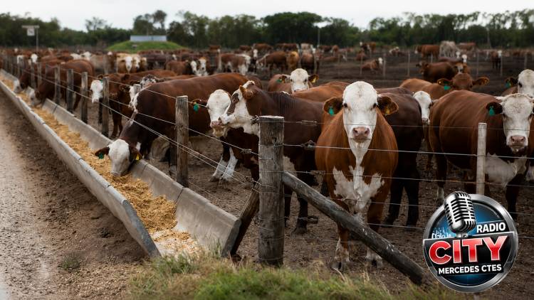 Feedlot de Mercedes: los imputados evitarán el juicio tras la decisión del Tribunal